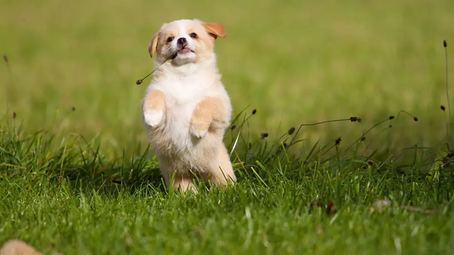 狗蛋是什么意思，想知道狗蛋是什么梗（给宝宝取“小名”讲究大）