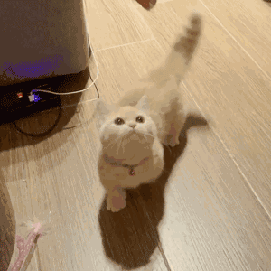 曼赤肯猫多少钱一只，曼赤肯猫多少钱一只幼崽（养了才知道“真香”）