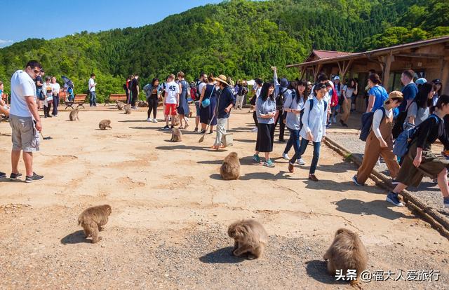 京都必玩的十大景点，京都最有名的景点（中国游客热衷日本的“洛阳”）
