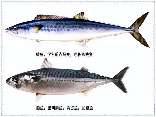 青花鱼中国叫什么鱼，青花鱼是哪里的鱼（要分清“板鲅”和“鲐鲅鱼”）