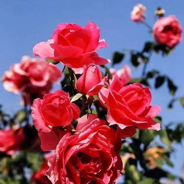 简约花朵系列背景图，微信头像，简约花朵系列背景图（吉祥花图片，精美微信头像）