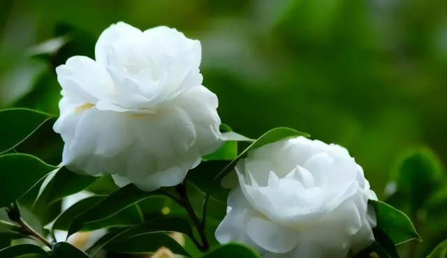 梅花象征什么，梅花象征什么青松象征什么雪花象征什么（中国十大名花排行榜）