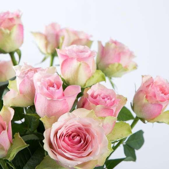 粉色玫瑰花代表什么意思，粉色玫瑰代表什么含义（粉色系玫瑰区分）