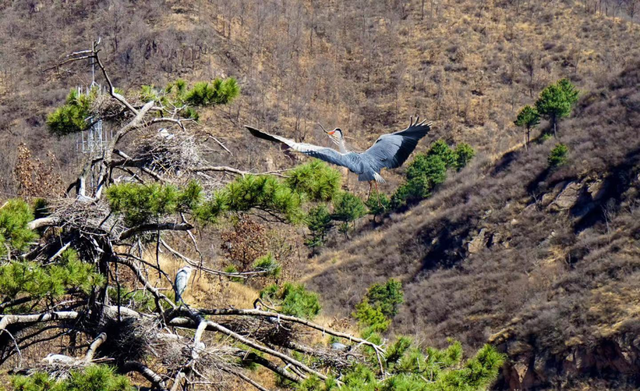 蓝桉的另一半情侣网名，蓝桉树红嘴蓝鹊微信昵称（跟着“鸟王爷”去观鸟）