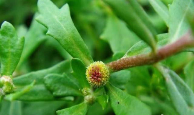 鹅不食草的功效与作用，鹅不食草的功效与作用,鹅不食草的副作用（农村有种草药叫“鹅不食草”）