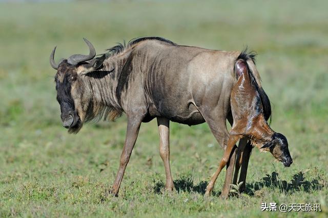 东非动物大迁徙，东非动物大迁徙的路线图（“生命的长征”东非野生动物大迁徙）