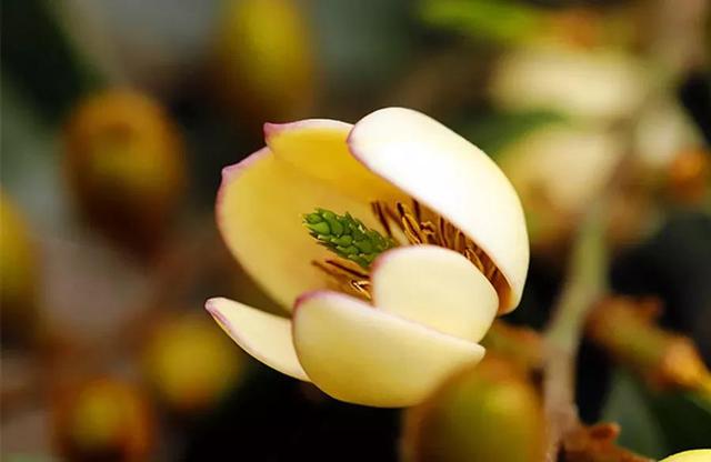 含笑花什么时候开花，分享图片——深山里（含笑花何时开花）