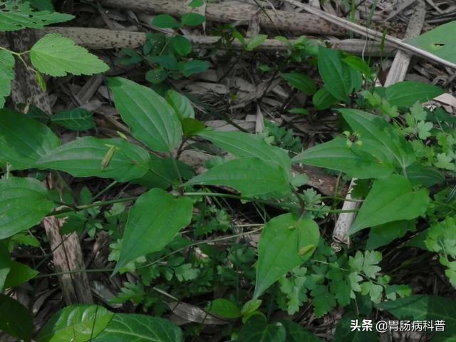 曼陀罗花的图片，曼陀罗花是什么（301味中药材的原植物彩色图谱）