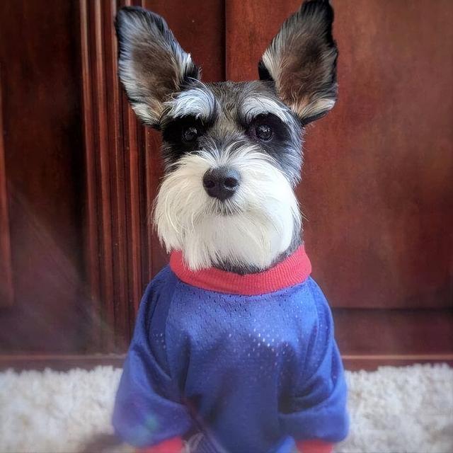 哪种博美犬最好养，很适合懒人养哦