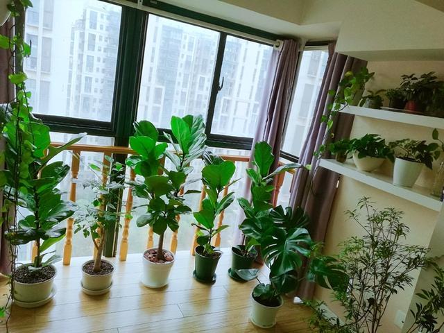 客厅盆景树种前十名，栽客厅里的吉祥富贵树（适合客厅养的9种树）