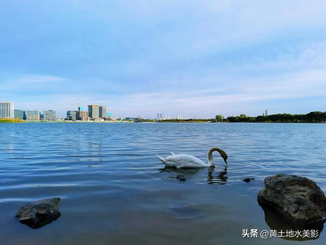 郑州龙湖湿地公园现状分析，河南郑州龙湖湿地公园秋色初露