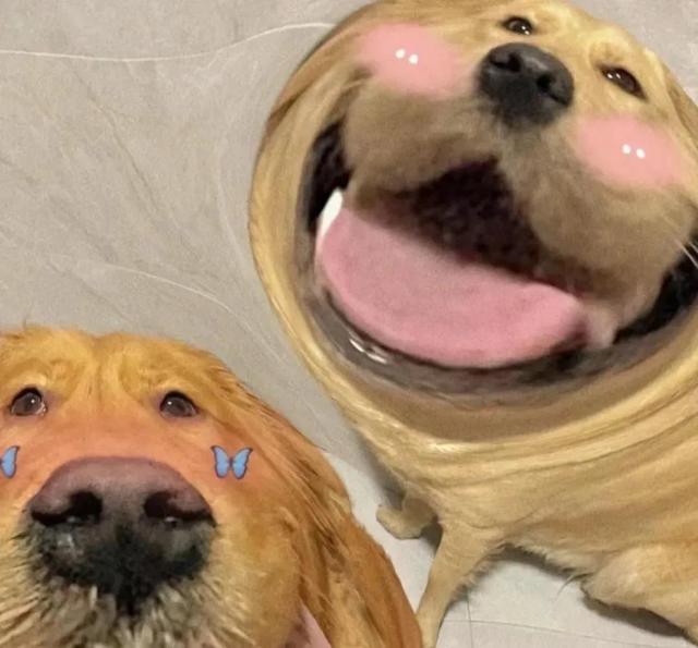 狗狗情侣头像微信，狗狗情侣头像（哈哈哈哈这个小狗狗头像也太可爱了吧）