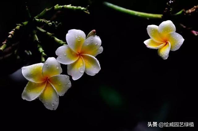 怎么养佛花千瓣金莲，千叶佛莲花怎么养（最有佛性的“五树六花”这些禅意绿植放在家里好养又增光）
