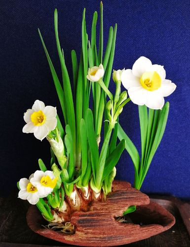 春天开的常见的花，春天的花有哪些（春天的花有哪些 名字）