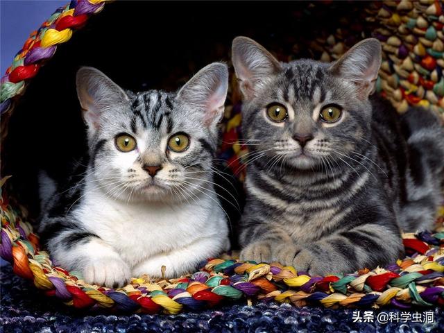 公猫端母猫，公猫端母猫,一端一哎哟（为什么穿上裤子就不认猫）