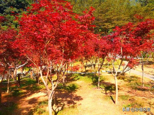 广州白云山多高，广州白云山门票多少钱（比白云山人少适合遛娃拍照赏秋）