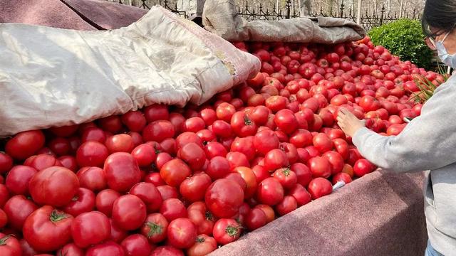 如何辨别正宗西红柿，教你几个挑西红柿的小技巧