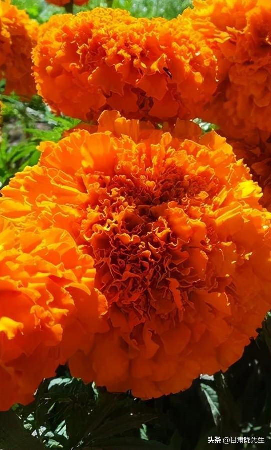 张掖海拔多少米，张掖风景名胜区（张掖，一座被严重低估的城市）