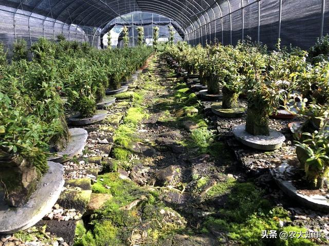 石斛多少钱一斤，石斛多少钱一斤2022年价格（铁皮石斛为何惨淡收场）