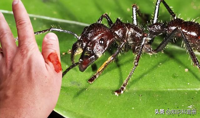 热带雨林的可怕虫子图片