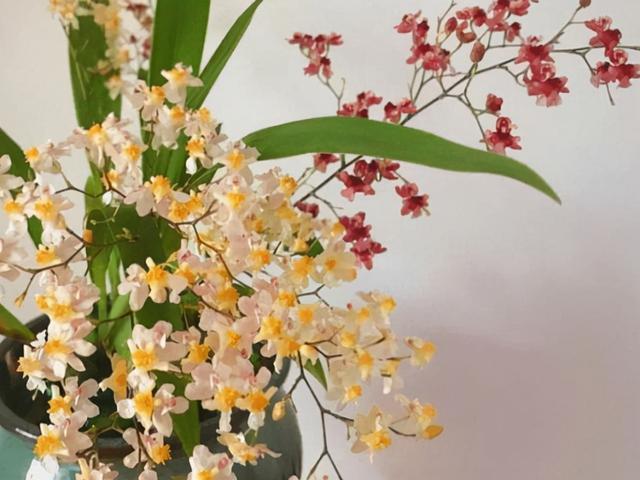 花，花好月圆人长久（72种鲜花欣赏图片）