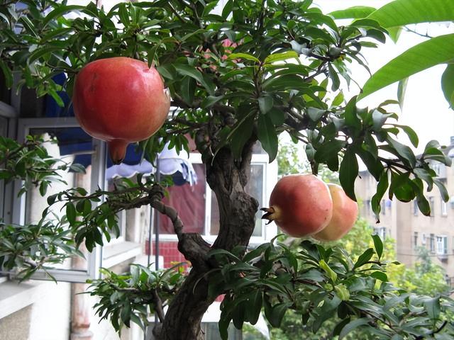 门前风水十大吉祥花，风水十大吉祥花排行（庭院里种“富贵树”）