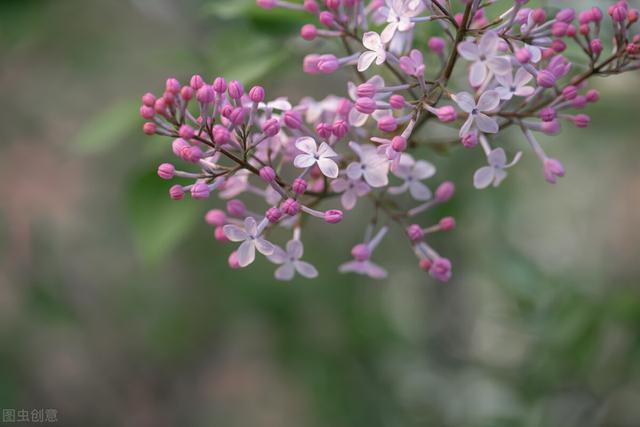 描写春天的句子，描写春天的句子 短句（温柔四月精致简短句子精选）