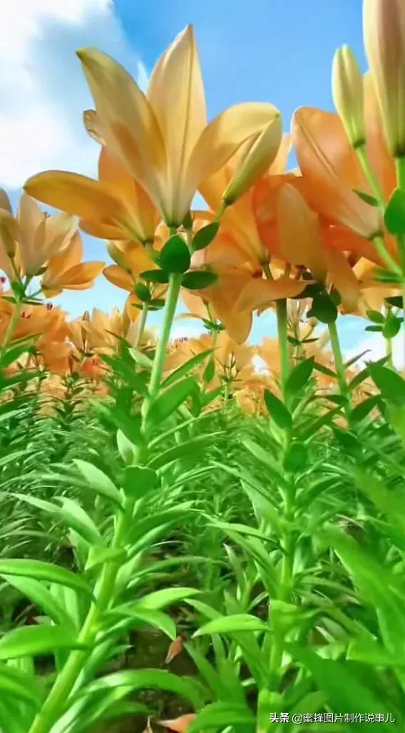 莺歌燕舞是什么季节，柳绿花红莺歌燕舞是什么季节（百花争艳的季节）