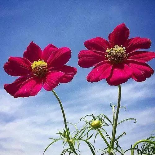 简约花朵系列背景图，微信头像，简约花朵系列背景图（吉祥花图片，精美微信头像）