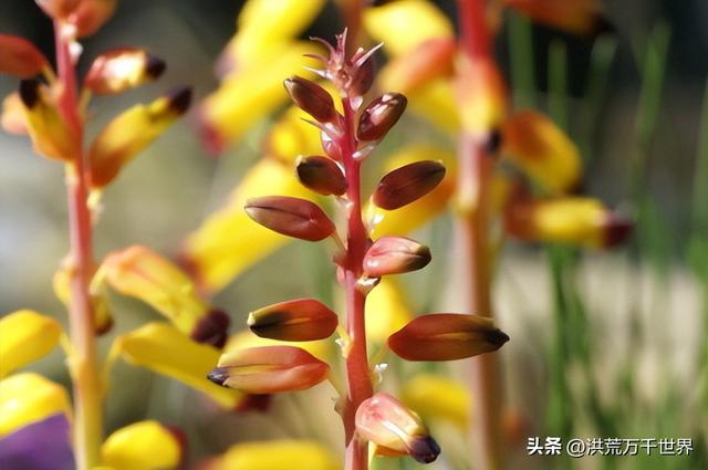 白杜鹃花语，白花杜鹃花语（300种花的寓意和花语）