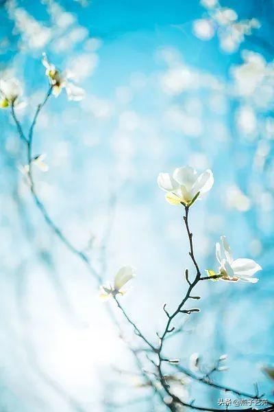 关于立春的经典诗，关于立春的经典古诗（开启诗情画意的一年）