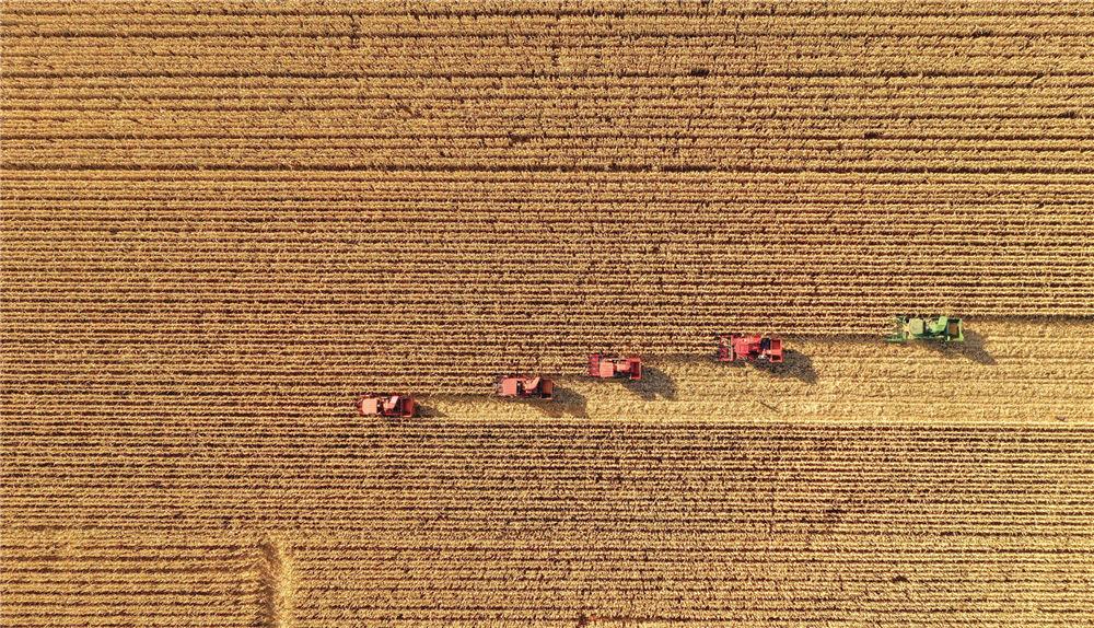 乡村振兴24字方针的具体内容是什么，乡村振兴24字方针的具体内容是什么呢（吹响乡村振兴品牌化号角）