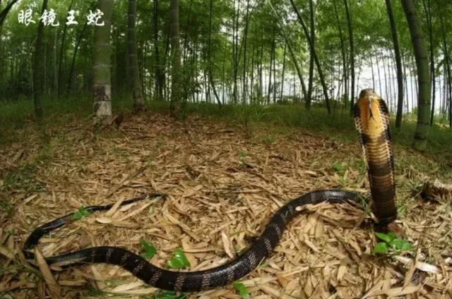 眼镜蛇是什么样子，80多岁老奶奶一直抓住它的尾巴