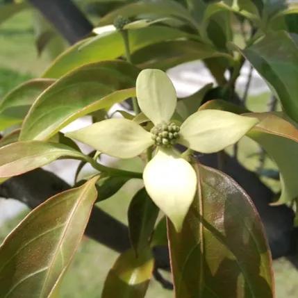 鲜花的花语和花的数目的寓意，鲜花数量的寓意（100种迷人的“数字花”）
