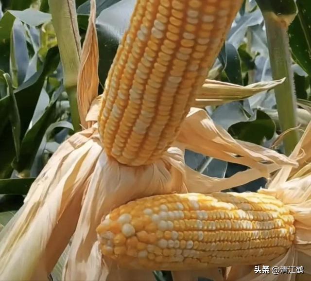 怎么判断玉米熟没熟，怎样判断玉米熟没熟（在“假熟”期收获玉米会“得不偿失”）
