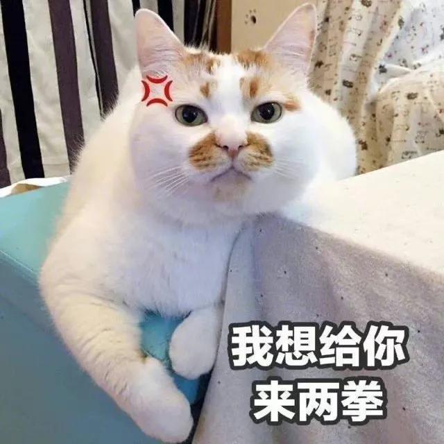 狗狗和猫的表情包，表情包：小猫小狗的表情包