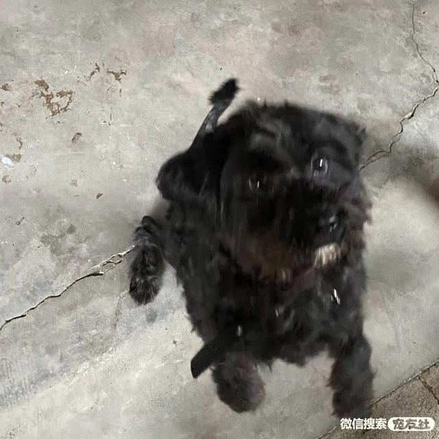 哪里会收养狗狗，如何领养狗狗（同城附近宠物店领养送养平台, 无偿幼猫咪狗狗救助-1216宠友社）