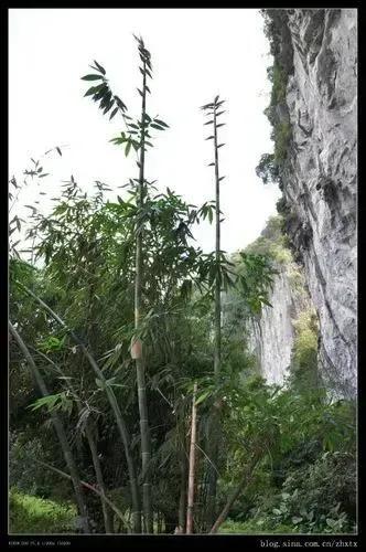 咬定青山不放松立根原在破岩中写的植物是，咬定青山不放松立根原在破岩中（咬定青山不放松立根原在破岩中写的植物是不谋）