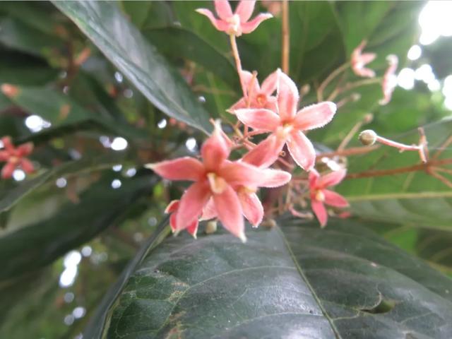 苹婆果的功效与作用,葚果的功效与作用(美目盼兮——苹婆果到底为何物) 苹婆果的功效与作用,葚果的功效与作用(美目盼兮——苹婆果到底为何物)