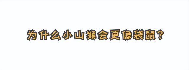 为什么袋鼠只分布在少数地区，袋鼠主要生活在什么地区（“长得像”澳洲的袋鼠）