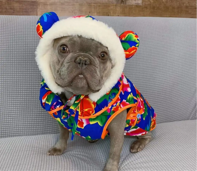 巴哥和法斗的区别,巴哥犬性格(巴哥犬性格优缺点)