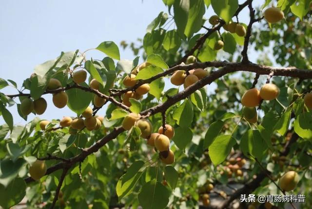 曼陀罗花的图片，曼陀罗花是什么（301味中药材的原植物彩色图谱）