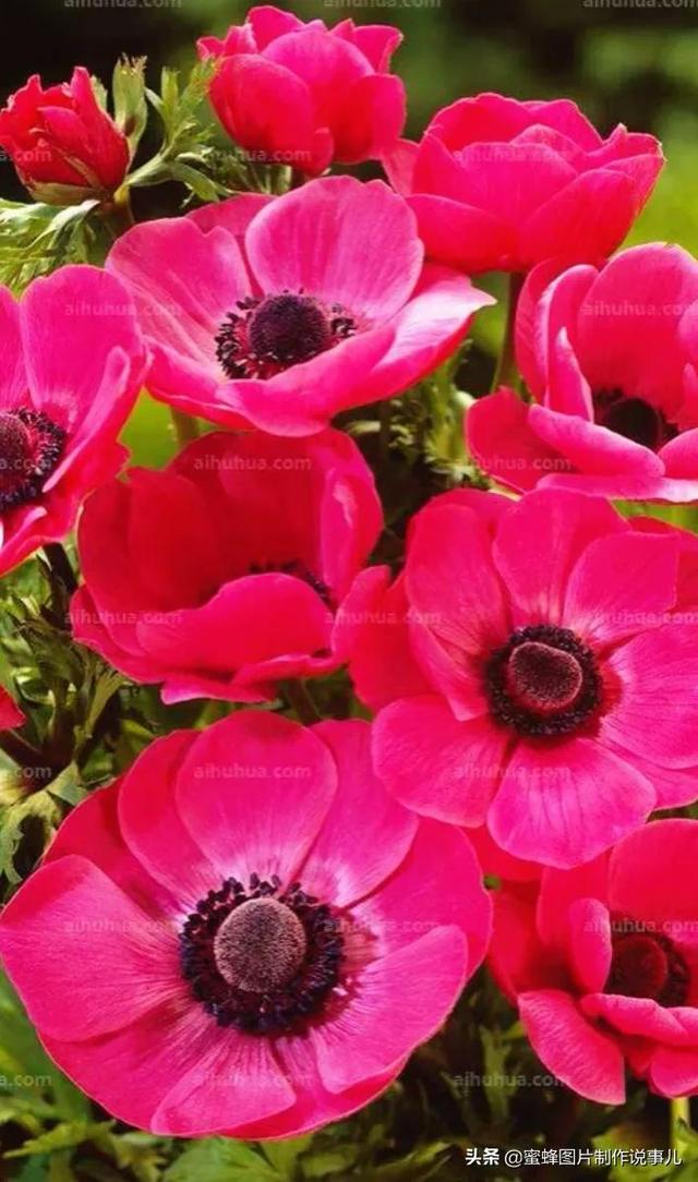 莺歌燕舞是什么季节，柳绿花红莺歌燕舞是什么季节（百花争艳的季节）