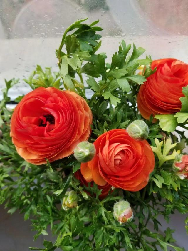 花毛茛如何种植，花毛茛怎么种（比月季还好看、好养）