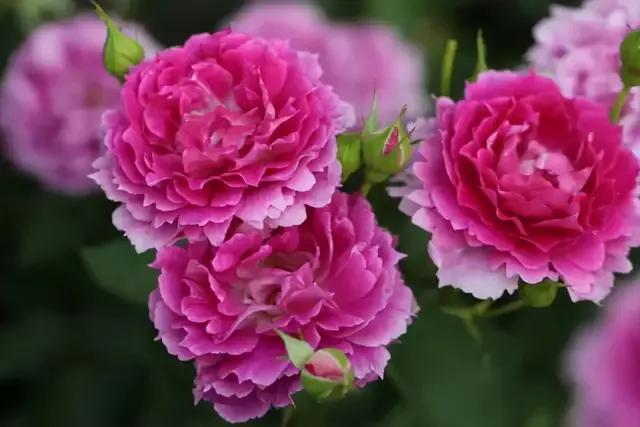 免打扰模式怎么设置，手机免打扰模式在哪里设置（手机免打扰模式开启）