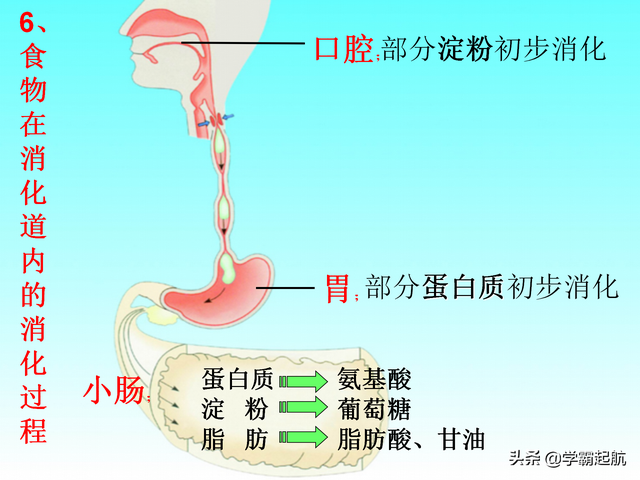人体八大系统顺口溜，人体九大系统的顺口溜（期末必考考点——人体的八大系统）