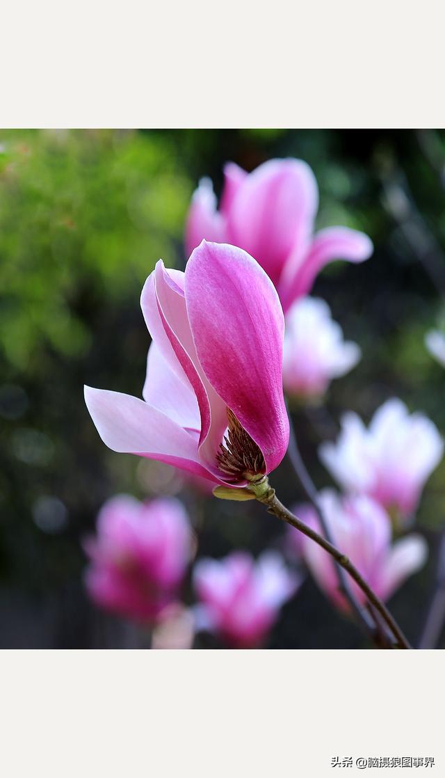 浪漫之花朵，一朵鲜花的浪漫（实拍26张玉兰花的照片图片）