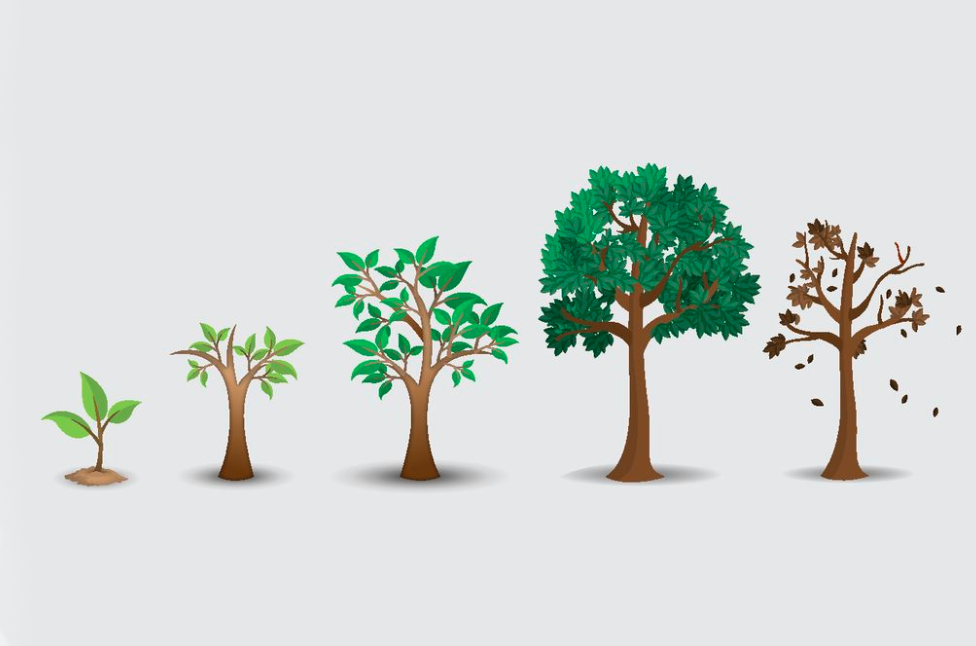 树苗才12元,为什么没人去种呢(金丝楠树多少钱一棵) - 农业 - 爱宁