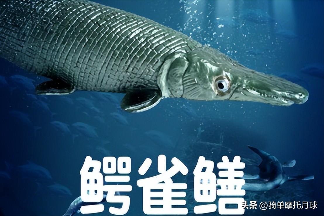 “水中杀手”鳄雀鳝有多可怕？鳄雀鳝的危害！