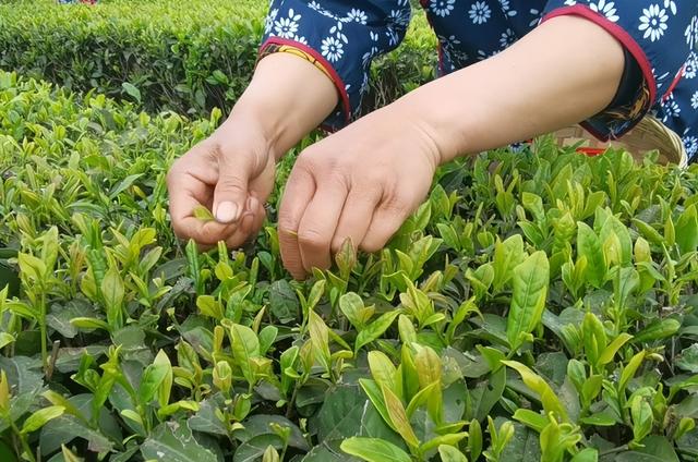 最好的红茶排名，什么红茶最好喝排名前十名（这4地茶名列前茅）